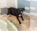 Small Photo #1 Boxer Puppy For Sale in SAINT JOSEPH, TN, USA