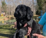 Small #2 Boykin Spaniel-Goldendoodle Mix