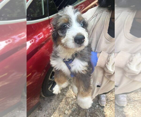 Medium Photo #2 Bernese Mountain Dog-Unknown Mix Puppy For Sale in New York, NY, USA