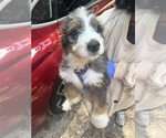 Small #1 Bernese Mountain Dog Mix