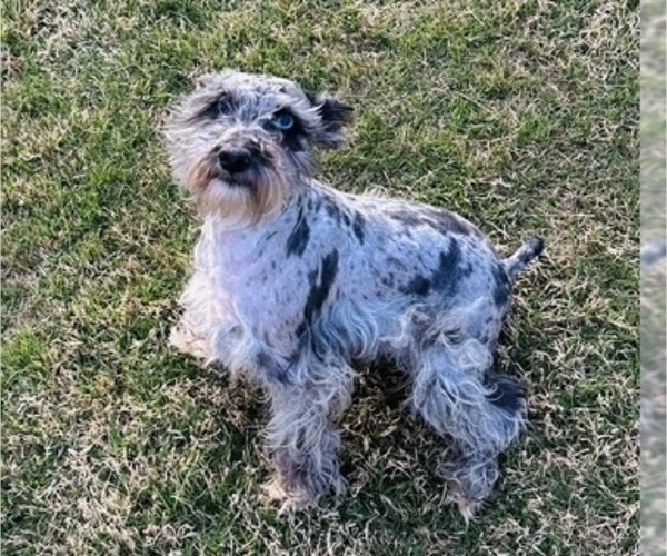 Medium Photo #2 Schnauzer (Miniature) Puppy For Sale in JEFFERSON, GA, USA