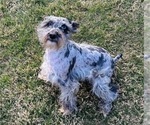 Small #1 Schnauzer (Miniature)