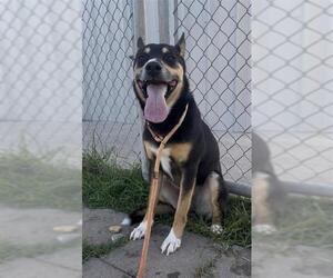 DUDE - Male Miniature Pinscher-Unknown Mix Dog for Adoption - Photo #2