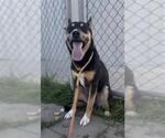 Small #1 Miniature Pinscher Mix