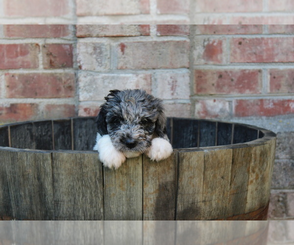 Medium Photo #6 F2 Aussiedoodle Puppy For Sale in KINSTON, NC, USA