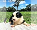 Small Photo #11 Australian Shepherd Puppy For Sale in CROCKER, MO, USA