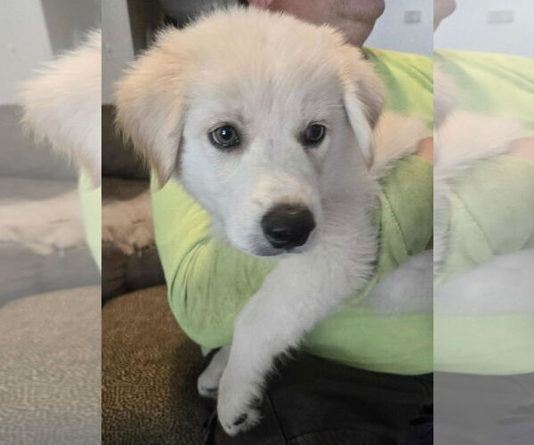 Medium Photo #6 Great Pyrenees Puppy For Sale in Spring, TX, USA