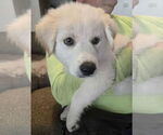 Small #5 Great Pyrenees