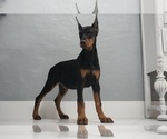 Small #16 Doberman Pinscher