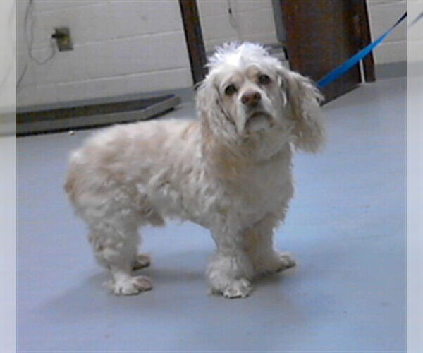 Medium Photo #1 Cocker Spaniel-Unknown Mix Puppy For Sale in Fayetteville, NC, USA