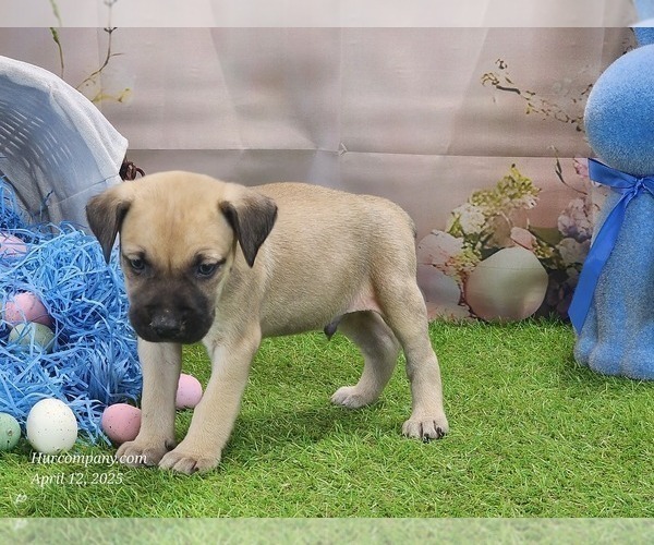 Medium Photo #16 Catahoula Leopard Dog Puppy For Sale in CUMBY, TX, USA