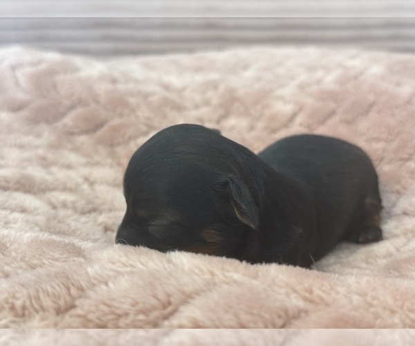 Medium Photo #48 Yorkipoo Puppy For Sale in ARLINGTON, TX, USA