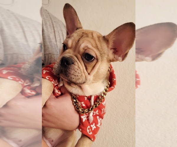 Medium Photo #1 French Bulldog Puppy For Sale in POPLAR, CA, USA