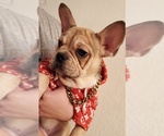 Small Photo #1 French Bulldog Puppy For Sale in POPLAR, CA, USA