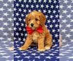 Small Photo #2 Cavachon-Poodle (Toy) Mix Puppy For Sale in QUARRYVILLE, PA, USA