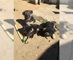 Small Photo #1 German Shepherd Dog Puppy For Sale in MEMPHIS, TN, USA
