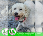 Small #1 Bichon Frise