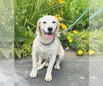 Small #2 Beagle Mix