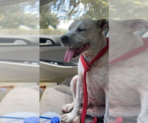 American Pit Bull Terrier Dogs for adoption in Ocala, FL, USA