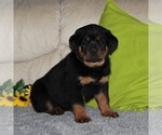 Small Photo #1 Rottweiler Puppy For Sale in QUARRYVILLE, PA, USA