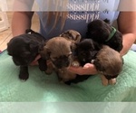 Small #12 Shih Apso