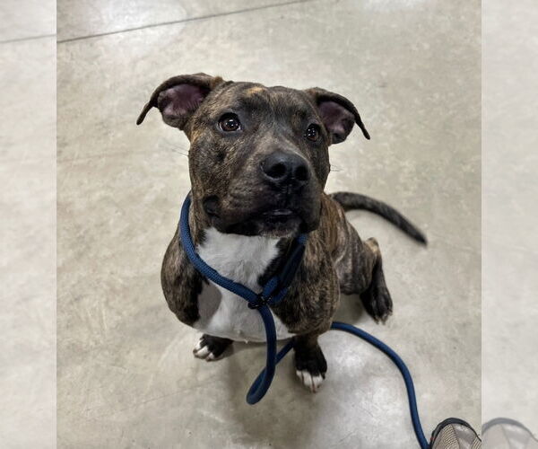 Medium Photo #2 American Staffordshire Terrier-Unknown Mix Puppy For Sale in Pierceton , IN, USA