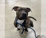 Small #1 American Staffordshire Terrier Mix