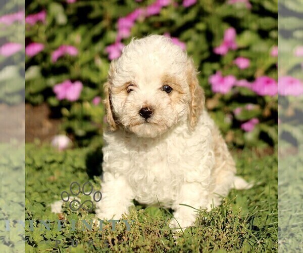 Medium Photo #1 Cavapoo (Miniature) Puppy For Sale in QUARRYVILLE, PA, USA