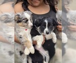 Small #10 Miniature Australian Shepherd