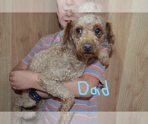 Father of the Cavapoo puppies born on 04/20/2023