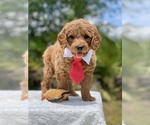Small Photo #5 Goldendoodle Puppy For Sale in FROSTPROOF, FL, USA