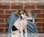 Small #4 Jack Russell Terrier Mix
