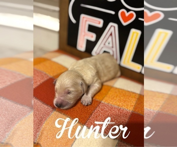 Medium Photo #15 Goldendoodle Puppy For Sale in RED OAK, TX, USA