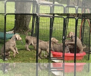 Labrador Retriever Litter for sale in MONROE, CT, USA