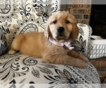 Small Photo #3 Golden Retriever Puppy For Sale in COEUR D ALENE, ID, USA