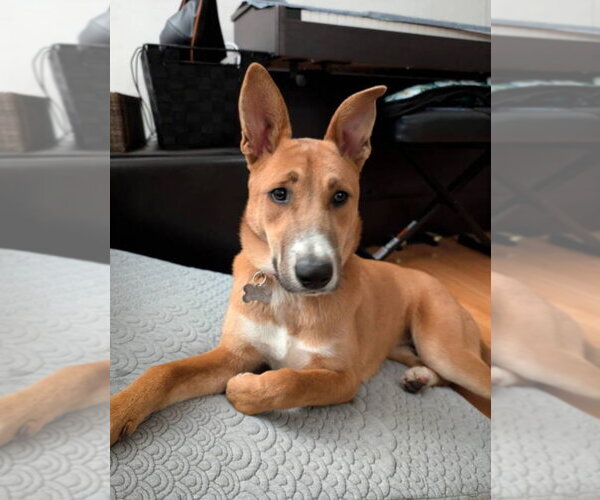 Medium Photo #10 Border-Aussie Puppy For Sale in San Diego, CA, USA