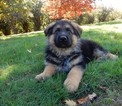 Small Photo #28 German Shepherd Dog Puppy For Sale in FOREST GROVE, OR, USA
