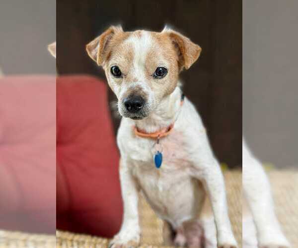 Medium Photo #3 Chihuahua Puppy For Sale in Boonton, NJ, USA