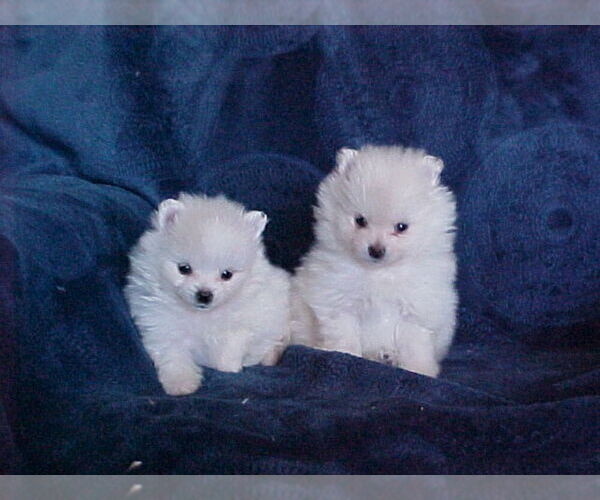 Medium Photo #1 Pomeranian Puppy For Sale in APPLE VALLEY, CA, USA