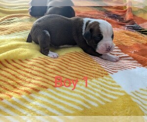 Boxer Puppy for sale in MOREHEAD, KY, USA