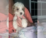 Puppy Female 3 Cavapoo