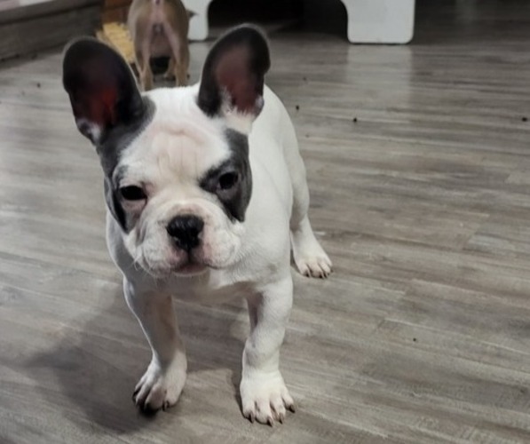 Medium Photo #1 French Bulldog Puppy For Sale in HERMANTOWN, MN, USA