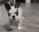 Small Photo #1 French Bulldog Puppy For Sale in HERMANTOWN, MN, USA