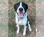 Small #2 Border Collie Mix