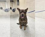 Small German Shepherd Dog Mix