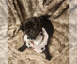 Small Photo #4 Pug Puppy For Sale in WHITTIER, NC, USA