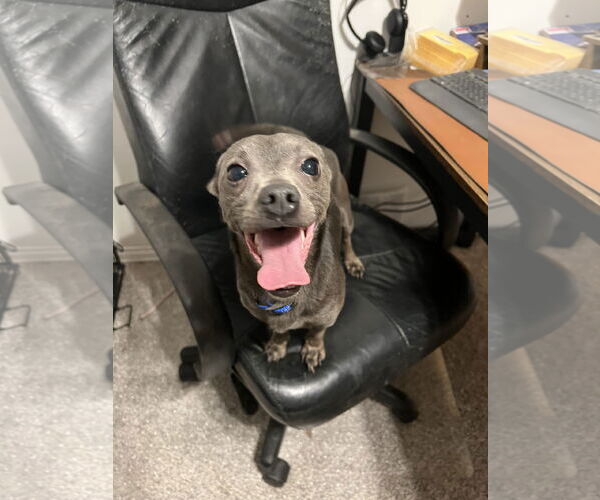 Medium Photo #1 Chihuahua-Unknown Mix Puppy For Sale in Bangs, TX, USA