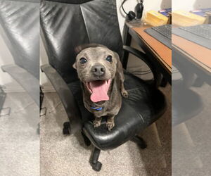 Chihuahua-Unknown Mix Dogs for adoption in Bangs, TX, USA