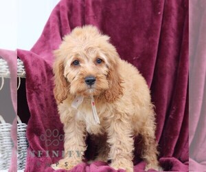 Cockapoo Puppy for sale in NEWVILLE, PA, USA