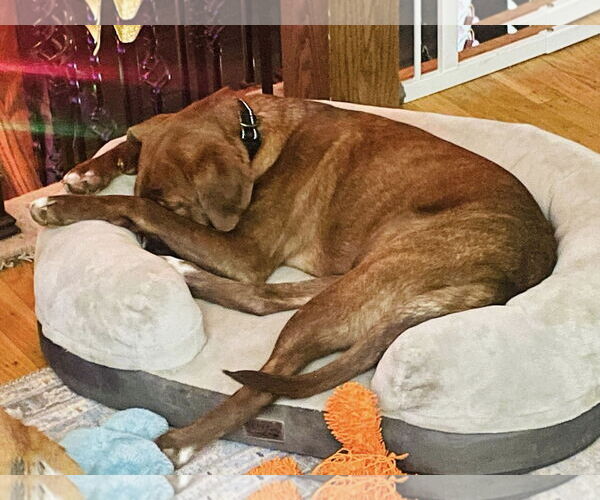 Medium Photo #5 Labrador Retriever-Unknown Mix Puppy For Sale in Mount Laurel, NJ, USA